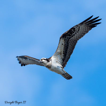 Osprey