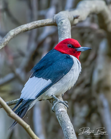Red Headed Woodpecker
