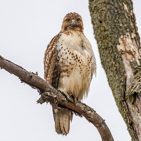Redtail Hawk
