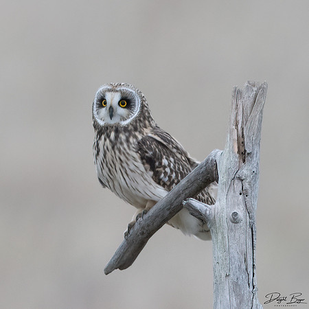 Short-eared Owl