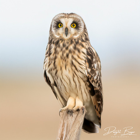 Short-eared Owl