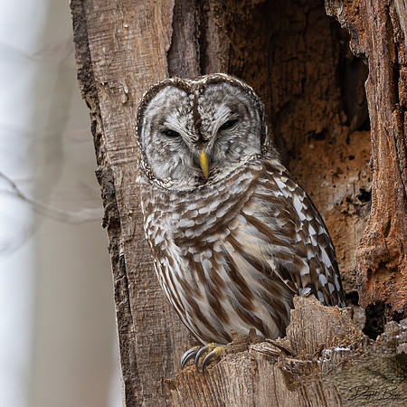 Barred Owl